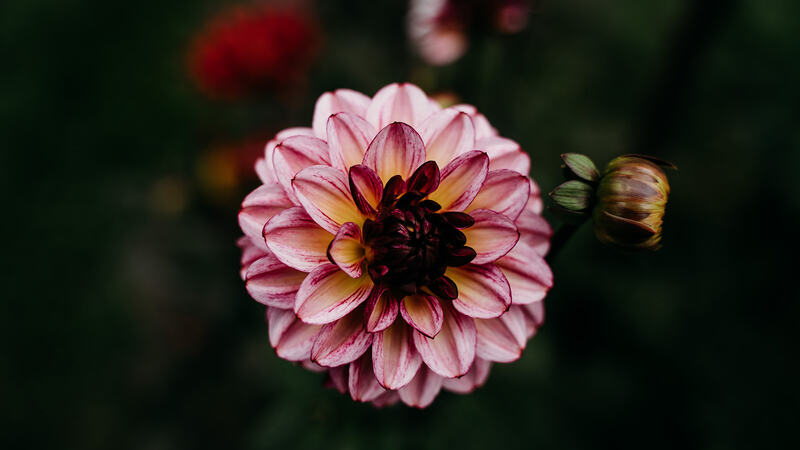 Blooming Hill Farm Menu