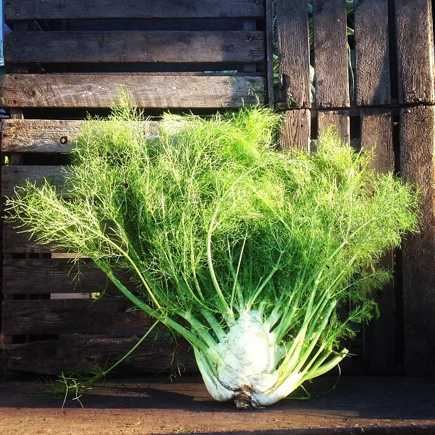 Blooming Hill Farm Market