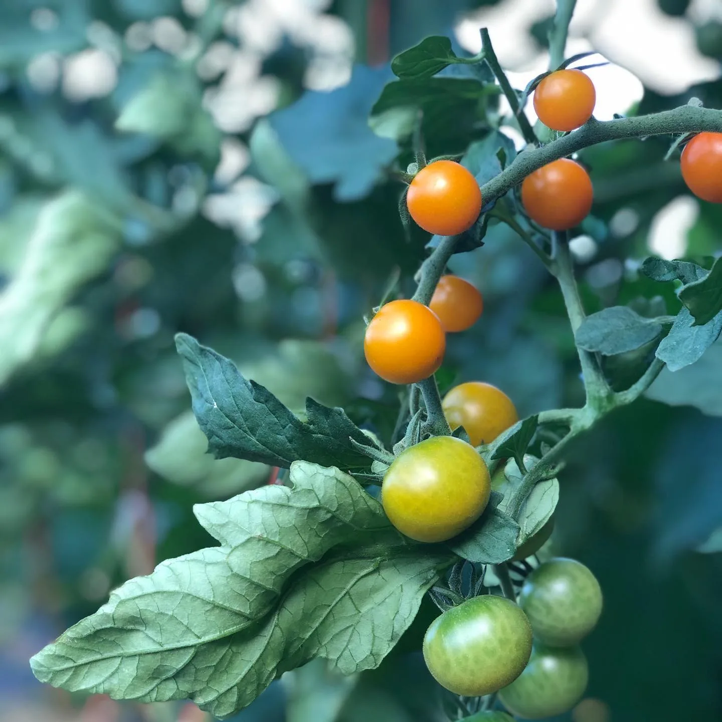 Blooming Hill Farm Market