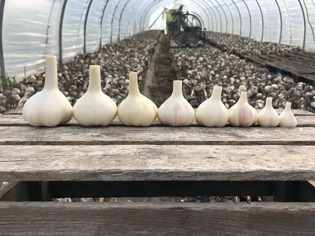 Blooming Hill Farm Market