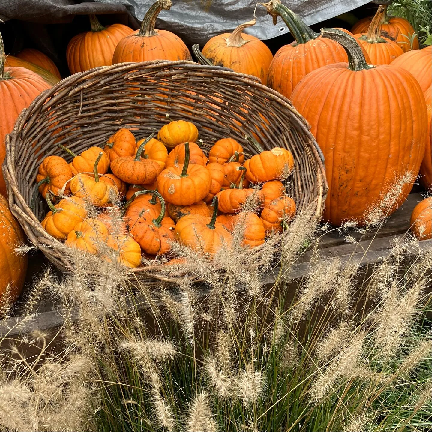 Blooming Hill Farm Market